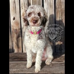 Ember - Poodle