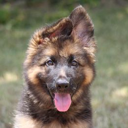 Lexxi - German Shepherd