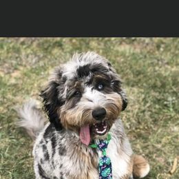 Aussiedoodle Puppies from Johnson’s Highland Pride Aussiedoodles