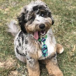 Aussiedoodle Puppies from Johnson’s Highland Pride Aussiedoodles