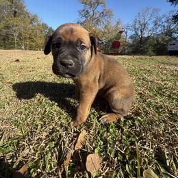 Purple - Red female Cane Corso puppy in Opelousas, Louisiana from Azelees Cane Corso
