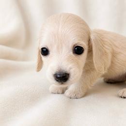 Baby - Cream female Dachshund puppy in Sebring, Florida from Mini Weenies