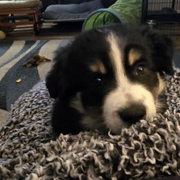 Graham - Black tri male Miniature American Shepherd puppy in Vancouver, Washington from BonDrew's Miniature American Shepherds