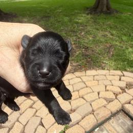 Jacques Black male White collar - Black male Miniature Schnauzer puppy in Temple, Texas from Schnauzers Of Taylor