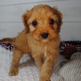 Rusty - Red male Cavapoo puppy in Mountain Grove, Missouri from Dogwood & Sassafras Companions