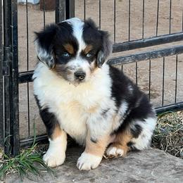 Levi - Blue merle male Toy Australian Shepherd puppy in Nocona, Texas from Rafter O Toy Aussies and Mini Heelers
