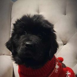Newfoundland Puppies from Tonka Bay Newfoundlands