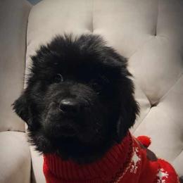 Newfoundland Puppies from Tonka Bay Newfoundlands