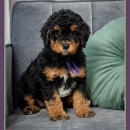 Bonnie - Phantom female Bernedoodle puppy in Connersville, Indiana from Deaz Doodle Ranch
