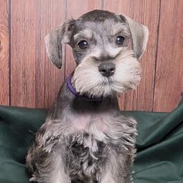 Rose - Salt and pepper female Miniature Schnauzer puppy in Coarsegold, California from Halo Schnauzer