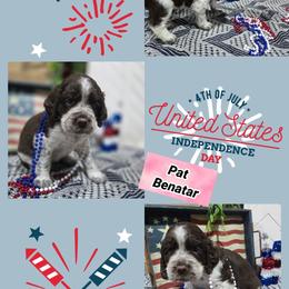 Pat BenatarGirl 1 - Liver and white female English Springer Spaniel puppy in Saginaw, Michigan from Kemerer Springers