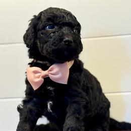 Girl 1 - female Labradoodle puppy in Liberty Hill, Texas from Martin Family Doodle