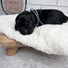Bonnie - Black female Labradoodle puppy in Bryantown, Maryland from Doodles on Duty