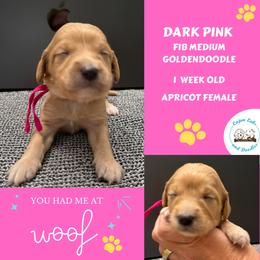 Honey: Dark Pink Collar - Apricot female Goldendoodle puppy in Raceland, Louisiana from Cajun Doodles