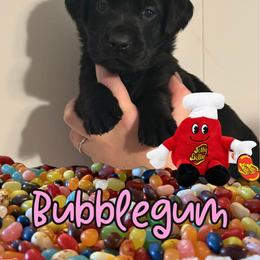 Bubblegum - Black female Labrador Retriever puppy in Water Valley, Mississippi from Three Lakes Labs & WHDs