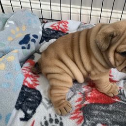 Bulldog and French Bulldog Puppies from Blues City Bulldogs