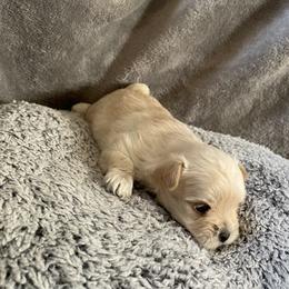Jason - Tan male Morkie puppy in Taylorsville, North Carolina from Mountain Top Hot Tailz