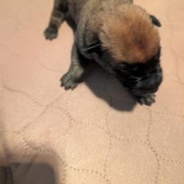 Boy 2 - Mahogany male Belgian Malinois puppy in Paynes Corner, Virginia from Von-Zito Belgian Malinois