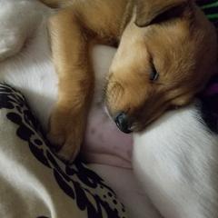 Nord Wachhund Puppies from Nordic Kennels