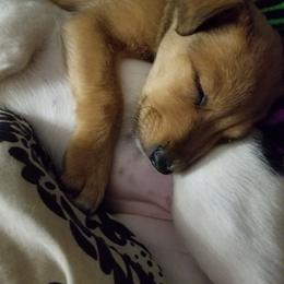 Nord Wachhund Puppies from Nordic Kennels