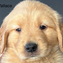 Wallace - Golden male Golden Retriever puppy in Vail, Arizona from Retrievers Gold AZ