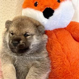 Boy 1 - Red male Shiba Inu puppy in Milton, Florida from Moonlight Shibas