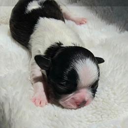Charleston - Black and white male Shihpoo puppy in Rural Retreat, Virginia from Kopydlowski's Shihpoo and Shichon pups