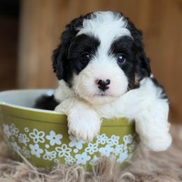 Periwinkle - Black tri-color female Aussiedoodle puppy in Lancaster, Minnesota from Finney Ranch