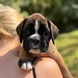 Jordan From Tripillya - Fawn male Boxer puppy in Lebanon, Ohio from Kennel From Tripillya