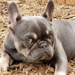 French Bulldogs from BabyMac Frenchies