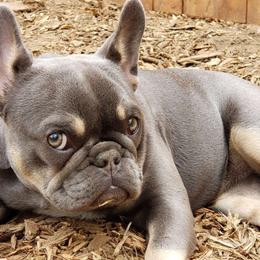 French Bulldogs from BabyMac Frenchies