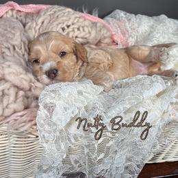 Nutty Buddy - Apricot male Australian Labradoodle puppy in Decatur, Alabama from Southern Meadows Doodles