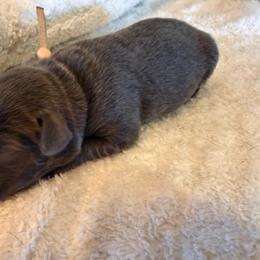 Light Pink - Charcoal female Dilute Retriever puppy in Marion, Illinois from Summer Lovin’ Labradors of Southern Illinois