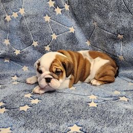 Juniper - Red and white female Bulldog puppy in Hillsdale County, Michigan from KZ Bullies LLC