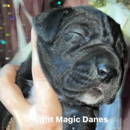 Light pink black girl - Black female Great Dane puppy in Georgia from Night Magic Danes