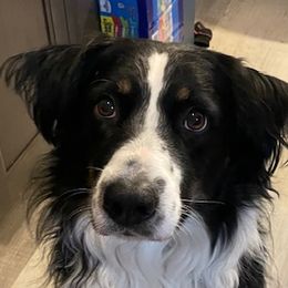 Bandit - Australian Shepherd