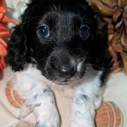 Tux - Piebald male Dachshund puppy in Unadilla, Georgia from The Hamsley Kennels of South Georgia