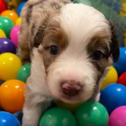 Rye - Red merle female Australian Shepherd puppy in Bennett, Colorado from Alolan Angel Aussies