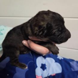 Dark Blue Collar Boy - Sable male German Shepherd puppy in Dallas, Pennsylvania from Mountainside German Shepherds