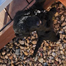Sheepadoodle Puppies from Jaqueline Sparks