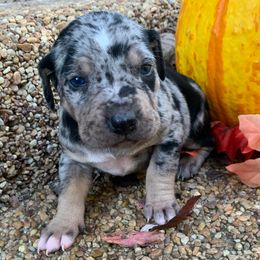 Boy 3 - Blue merle male Catahoula Leopard Dog puppy in Gadsden, Alabama from Rich Cat’s