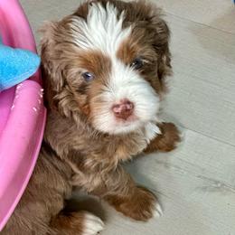 Hunny Bunny - Red merle female Aussiedoodle puppy in Charlestown, Indiana from Forever Aussies and A Doodle