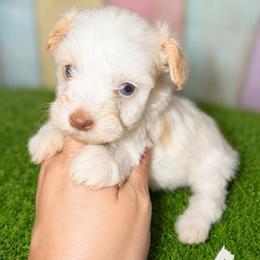 Baxter - Parti male Miniature Schnauzer puppy in Lufkin, Texas from C&K’s Schnauzer House