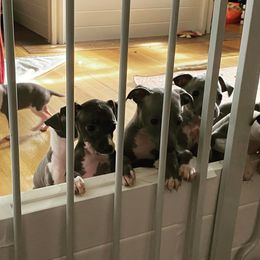 Basenji and Italian Greyhound Puppies from Khani's Basenjis and Italian Greyhounds