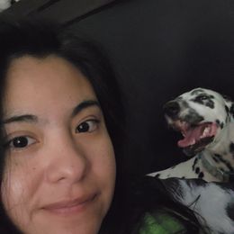 Dalmatian Puppies from America's Dalmatian Friends