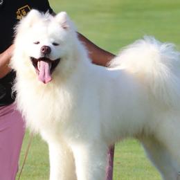 Arctic - Akita