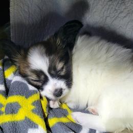Girl 1 - Red white and sable female Papillon puppy in Florida from Tammy's Papillon Playpen