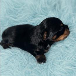 Male 1 - Black and tan male Yorkshire Terrier puppy in Phil Campbell, Alabama from MagnoliaYorkies