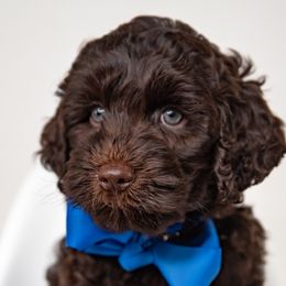 Blue Boy - Chocolate male Australian Labradoodle puppy in Statesville, North Carolina from Rose Cottage Labradoodles