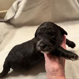 Black Bean - Black female Bernedoodle puppy in Raleigh, North Carolina from Crabtree Doodles